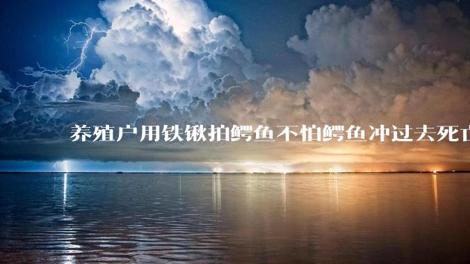养殖户用铁锹拍鳄鱼不怕鳄鱼冲过去死亡翻滚吗？